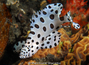 Baby
Nikon D200, 60 micro , twin strobo
Lembeh strait 2010 by Marchione Giacomo 